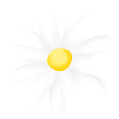 Simple daisy flower in watercolor style