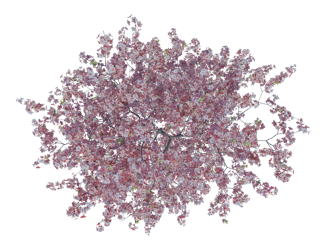 Peach Tree top view alpha channel Spring season