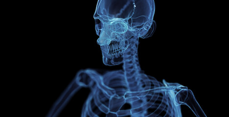 3d medical illustration of a man's skeleton