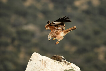 milano real en el campo