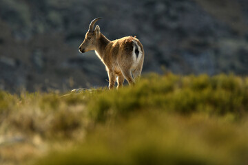 cabras monteses en la sierra de gredos.avila.españa