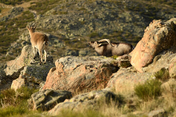 cabras monteses en la sierra de gredos.avila.españa