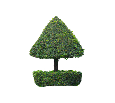 Double layer clipped topiary tree on transparent background for artistic gardening design, png file
