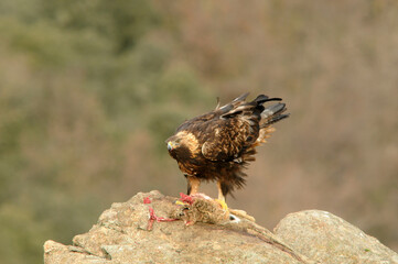 aguila real con presa en la montaña