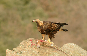 aguila real con presa en la montaña