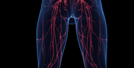 3d medical illustration of a man's leg veins