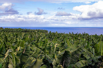 La Palma, plantacja bananów nad oceanem