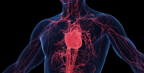 3d medical illustration of a man's cardiovascular system - obrazy, fototapety, plakaty