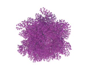 Red Lapacho top view png alpha channel Spring Autumn