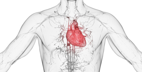 3d rendered medical illustration of a man's heart - obrazy, fototapety, plakaty