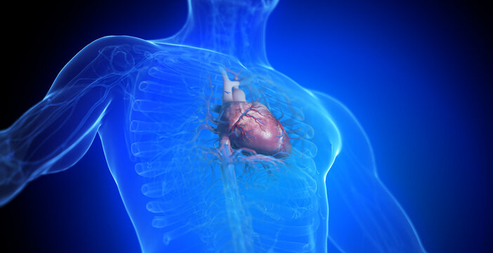 3d rendered medical illustration of a man's heart