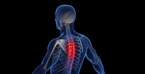 3d medical illustration of a man's thoracic spine