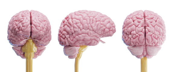 3d medical illustration of the human brain - obrazy, fototapety, plakaty