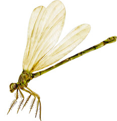 watercolor dragonfly - obrazy, fototapety, plakaty