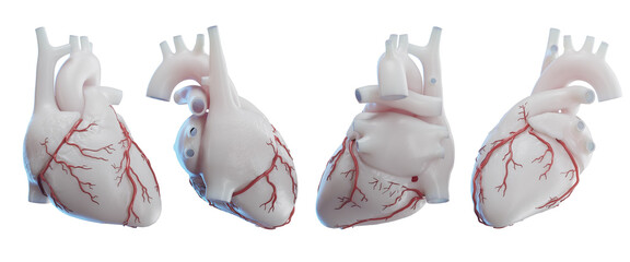 3d medical illustration of the human heart