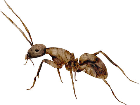 watercolor black ant
