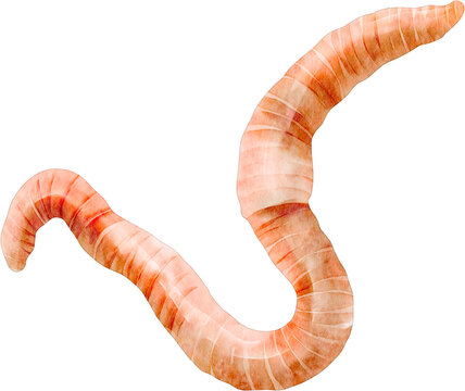 watercolor worm