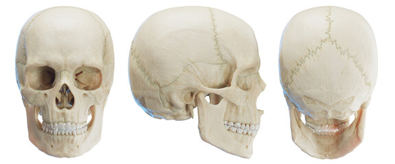 3d medical illustration of the human skull - obrazy, fototapety, plakaty