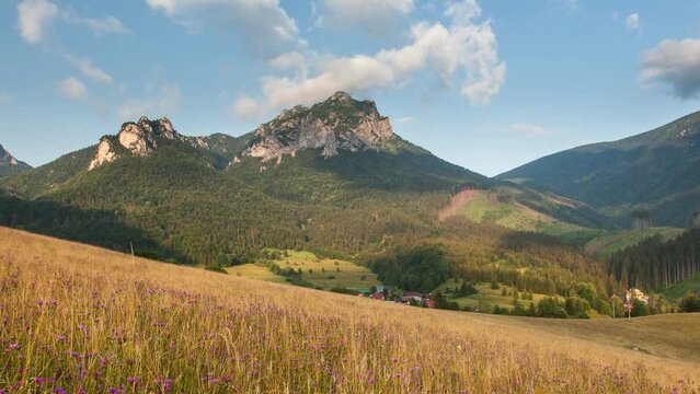 Time lapse of Summer meadow with wild flowers in Slovakia mountain, Terchova
