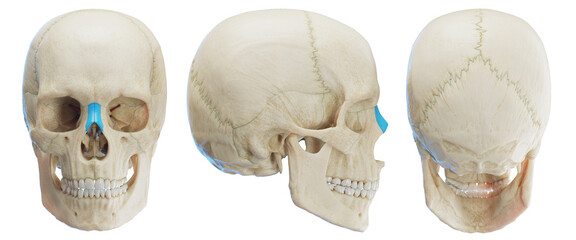 3d medical illustration of the human nasal bone - obrazy, fototapety, plakaty