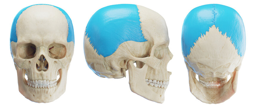 3d medical illustration of the human parietal bone