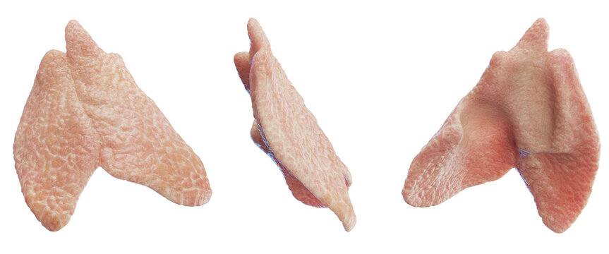 3d medical illustration of the human thymus