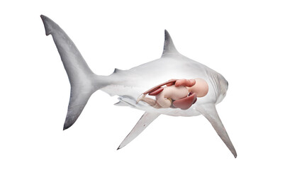 3D rendered illustration of a shark's internal organs