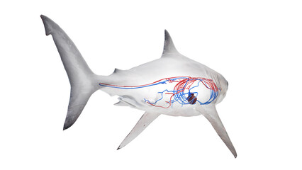 3D rendered illustration of a shark's cardiovascular system