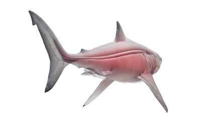 3D rendered illustration of a shark's muscular system