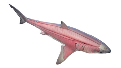3D rendered illustration of a shark's muscular system