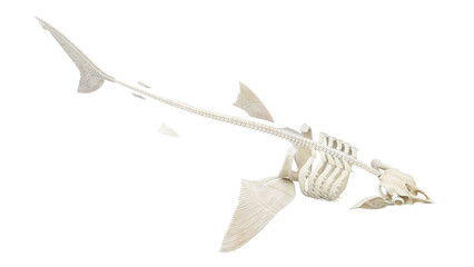 3D rendered illustration of a shark's skeleton - obrazy, fototapety, plakaty