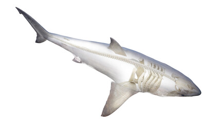 3D rendered illustration of a shark's skeleton