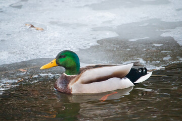 Obraz premium A male mallard swimming in the water of a mostly frozen river.