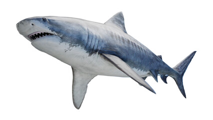 Obraz premium 3D rendered illustration of a tiger shark