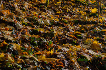Autumn leaves on the ground illuminated by the sunlight for autumn background