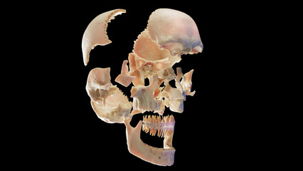 3d medical illustration of the human skull © Sebastian Kaulitzki