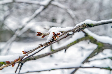 The branch of the tree is covered with snow. A tree branch in winter.