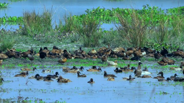 a large flock of ducks Swim in the large swamp