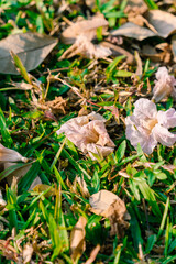 Pink trumpet flower bloom on the streets of Vietnam every February. The name in Vietnam is Ken Hong. Selective focus