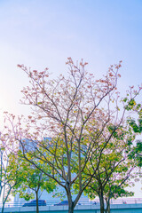 Pink trumpet flower bloom on the streets of Vietnam every February. The name in Vietnam is Ken Hong. Selective focus