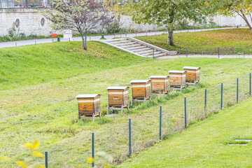 Bee hives in the Tuileries garden in paris, France