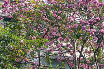 Pink trumpet flower bloom on the streets of Vietnam every February. The name in Vietnam is Ken Hong. Selective focus