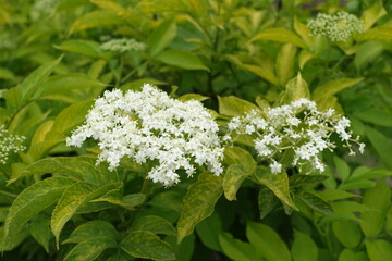 Inflorescences of gold leaf European elderberry in May