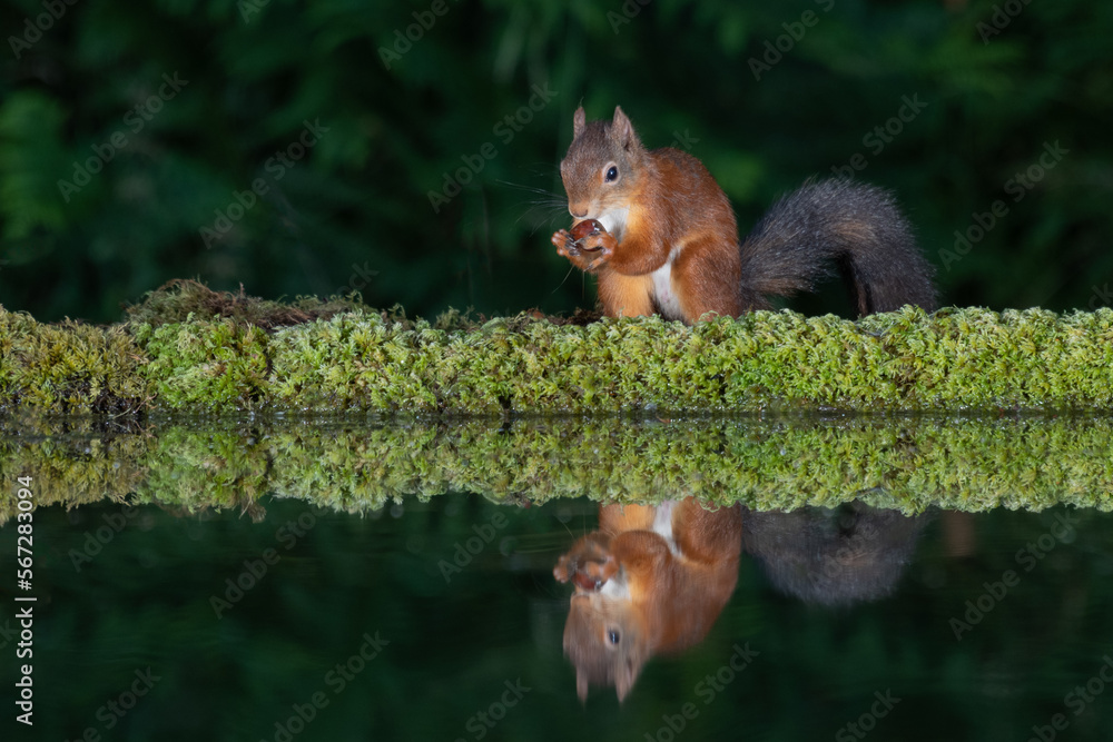 Fototapete A red squirrel feeding on a hazelnut by the side of a pool. It is perfectly reflected in the still water. Taken in an evening using flash lighting