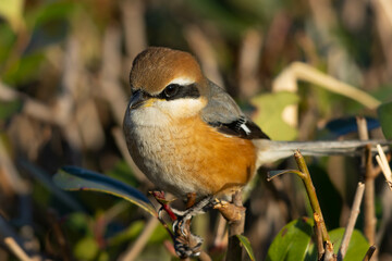 切られた細い枝にとまるモズ