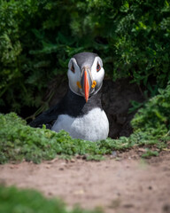 Close up of the top half of an atlantic puffin as it emerges from its burrow in the undergrowth. It is looking straight at the camera