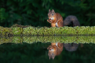 A red squirrel feeding on a hazelnut by the side of a pool. It is perfectly reflected in the still water. Taken in an evening using flash lighting