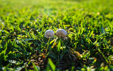 Two small champignons on a background of green grass