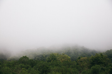 Fototapeta na wymiar mountain trees in fog and clouds, Sicily, Italy