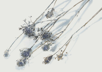 Dried flower with a shadow on white watercolor background